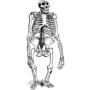 Gorilla skeleton