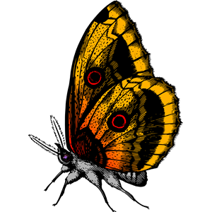 Butterfly 18 (colour)