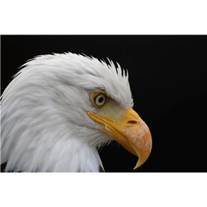 Alopecic Eagle