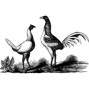 Duckwing game birds