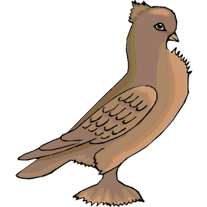 Pigeon 15
