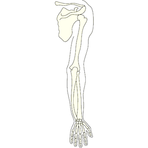 Bones - Arm