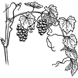 Grapevine 1