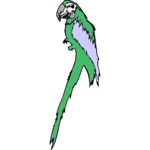 Parrot 05