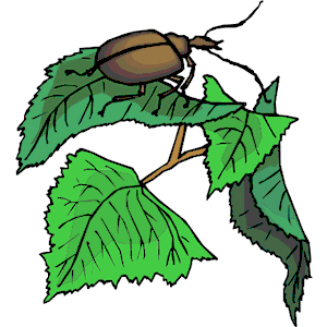Beetle on Leaf