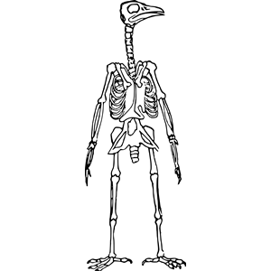 Bird Skeleton Standing