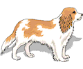 White And Brown Dog