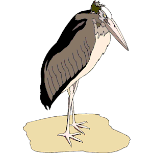 Marabou Stork 4