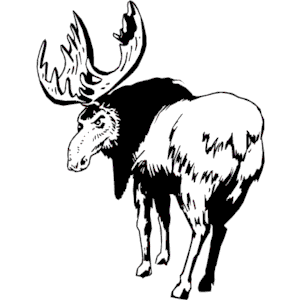 Elk 4
