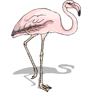 Flamingo 17