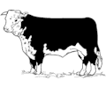 Cow - Hereford