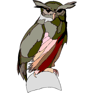 Owl 37