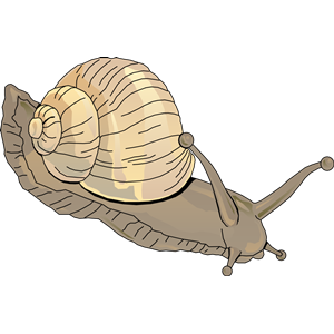 snail 03
