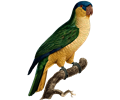 Parrot 61