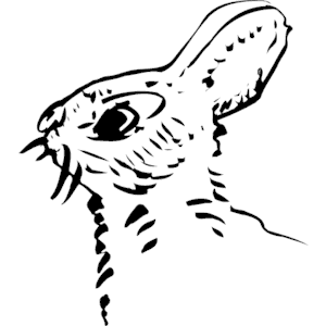 Rabbit 2