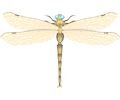 Dragonfly 004
