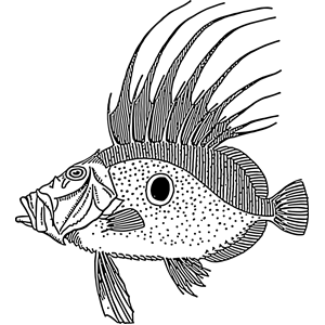 dory (fish)