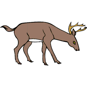 Deer 14