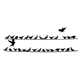 Skumar-Birds