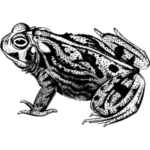 Great plains toad
