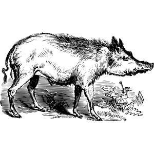 Southern pine wood hog