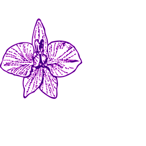 ORCHID OUTLINE