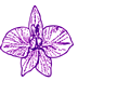 ORCHID OUTLINE
