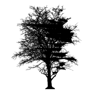Leafless Barren Tree Silhouette