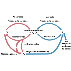 cycle biologic of carbon