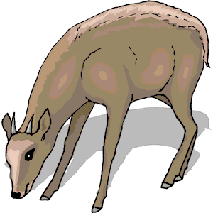 Antelope Pygmy