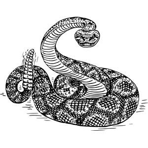 Rattlesnake 2 clipart, cliparts of Rattlesnake 2 free download (wmf