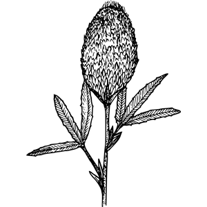 Plumed clover