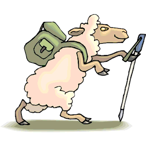 Sheep Hiking
