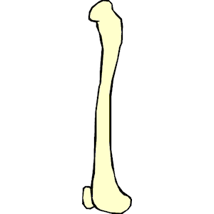 Bone 005