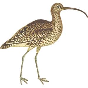 Curlew (isolated)
