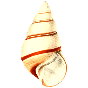 Sea shell 28