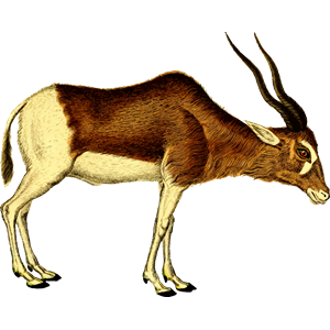 Antelope 2 (isolated)