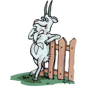 Goat by Fence