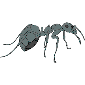 Ant 06