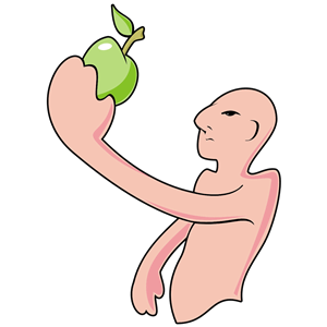 Bald Man And The Apple