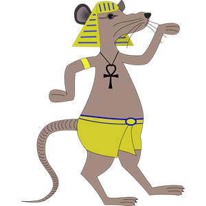 Egyptian Rat