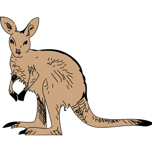 Kangaroo 3