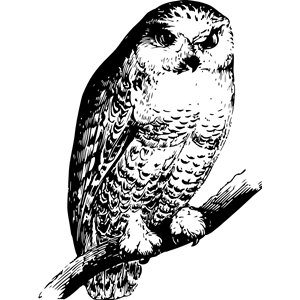 Owl 9