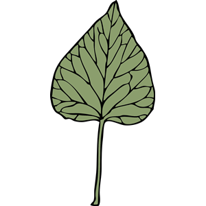 Ivy Leaf 6