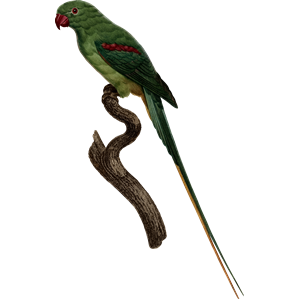 Parrot 8