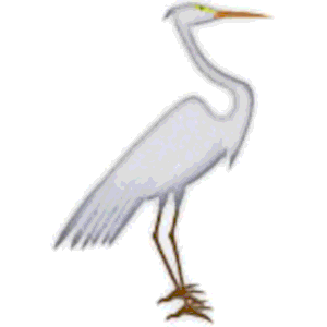 Egret facing right
