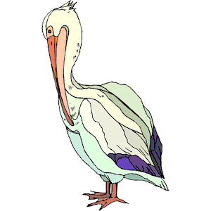 Pelican 08