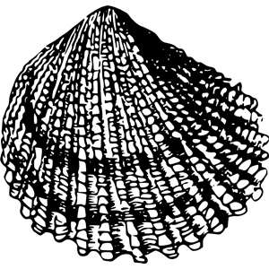 Sea shell 2