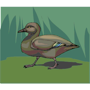 Duck 33