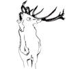 Deer 04